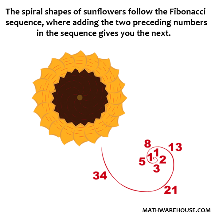 sunflowers fibonacci sequence